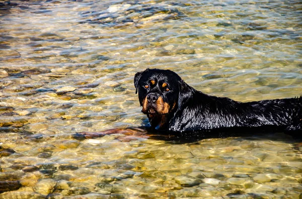 Słodkie Ujęcie Czarnego Psa Rasy Rottweiler Leżącego Wodzie Skalistej Plaży — Zdjęcie stockowe
