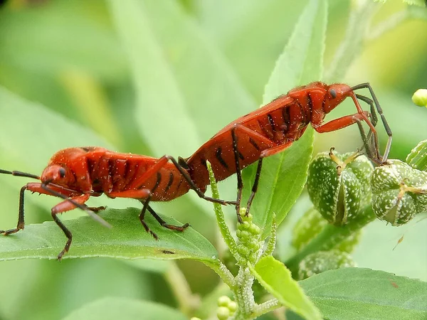 Enfoque Selectivo Dos Escarabajos Rojos Hojas Verdes Bajo Luz Del — Foto de Stock