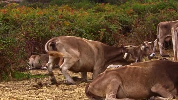 Vaches Dans Pâturage — Video