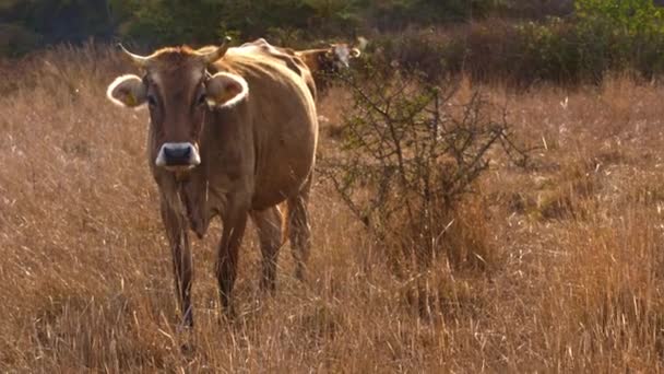 Zbliżenie Ujęcia Krowy Polu — Wideo stockowe