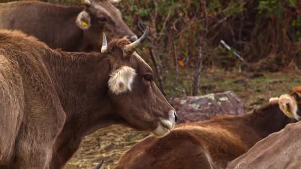 Troupeau Chèvres Paissant Dans Les Montagnes — Video