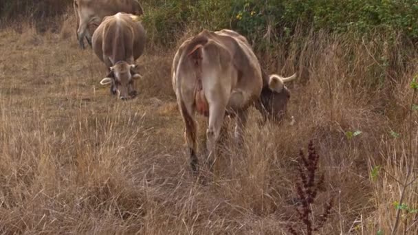 Stádo Skotu Farmě Pasoucí Krávy — Stock video