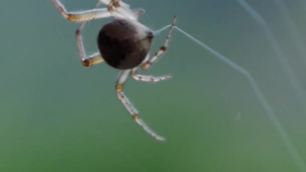 Spindelnät Med Insekt — Stockvideo