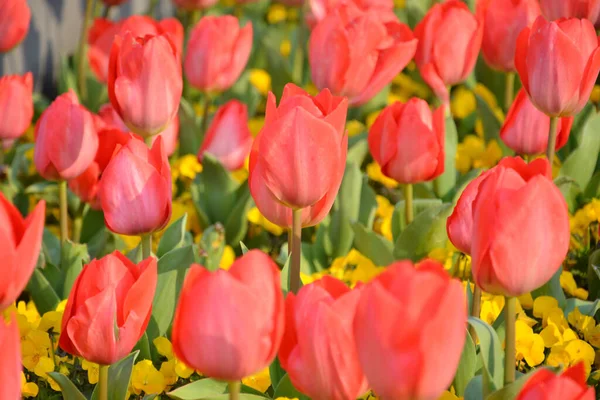 Close Tulipas Vermelhas Flores Amarelas Campo — Fotografia de Stock