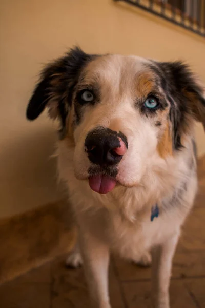 Close Rosto Cão Pastor Australiano Espera Guloseimas Para Cães — Fotografia de Stock