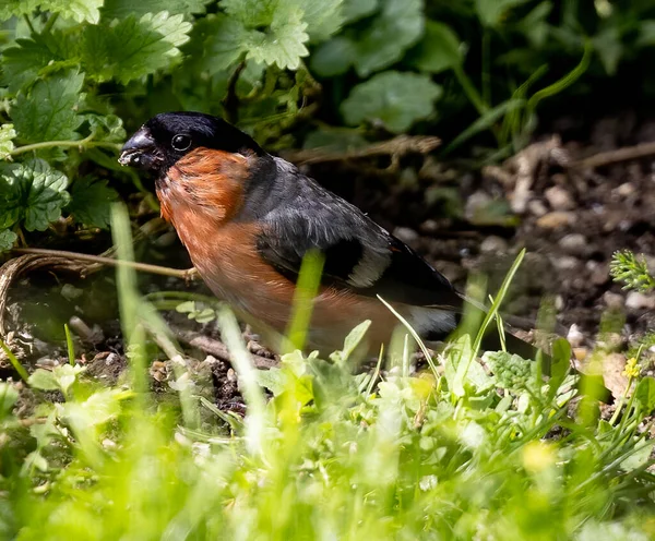 Primo Piano Uccello Finocchio Arancione Sul Pavimento Della Foresta — Foto Stock