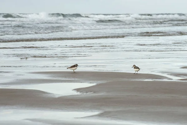 Due Gabbiani Una Spiaggia Sabbia — Foto Stock