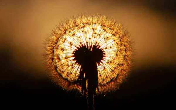 Ένα Λουλούδι Πικραλίδα Μπροστά Από Φωτεινό Φως Του Ηλιοβασιλέματος — Φωτογραφία Αρχείου