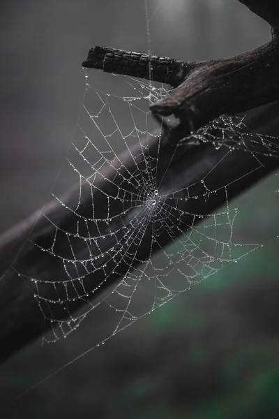 물방울이 거미줄 — 스톡 사진