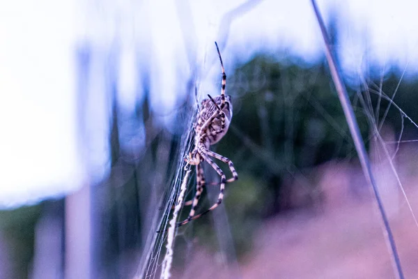 Een Wit Gestreepte Spin Een Web — Stockfoto