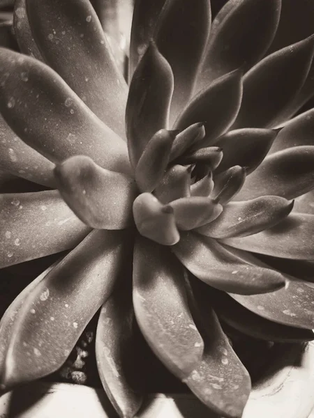 Een Close Shot Van Een Pinwheel Plant — Stockfoto