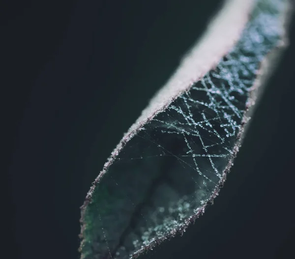 Zbliżenie Ujęcia Liścia Pajęczyną Ciemnym Tle — Zdjęcie stockowe