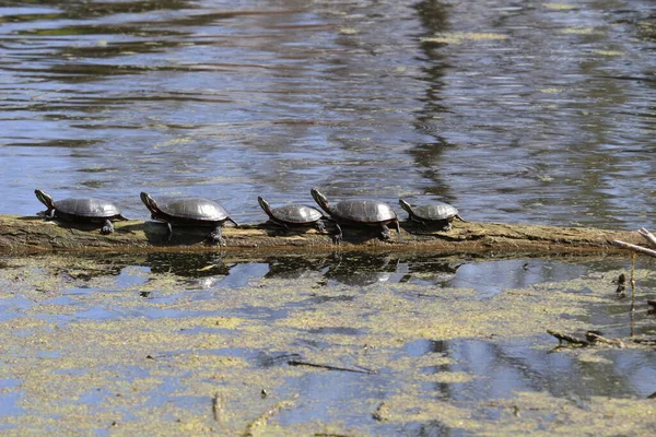 Grupo Tortugas Estanque Cubierto Mos — Foto de Stock