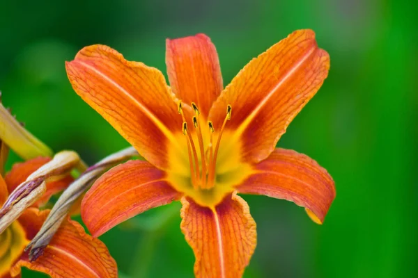 Selective Closeup Orange Lily Flower Garden — Stock Photo, Image