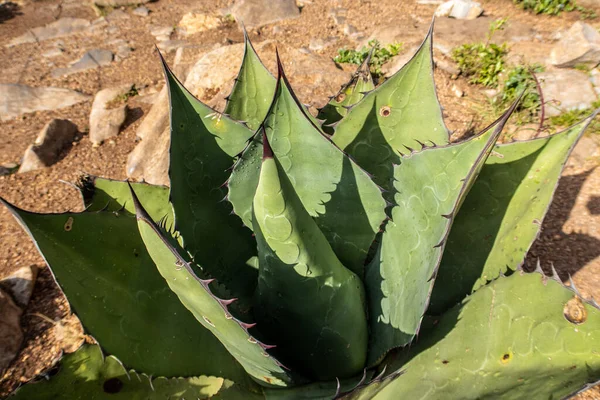 Una Hermosa Vista Del Agave Costero Bajo Luz Del Sol —  Fotos de Stock