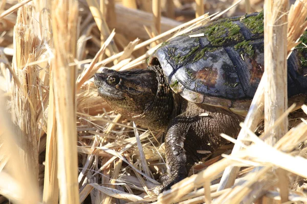 Closeup Turtle Bushes — Stock Photo, Image