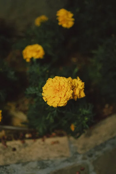 Eine Nahaufnahme Von Leuchtend Gelben Ringelblumen — Stockfoto