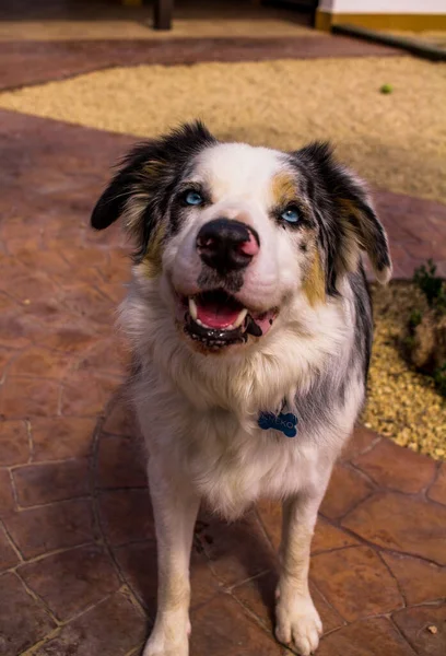 Primer Plano Cara Perro Pastor Australiano Esperando Golosinas Para Perros —  Fotos de Stock