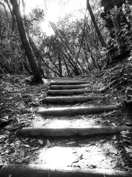 森林里的一个古老楼梯的垂直镜头 — 图库照片