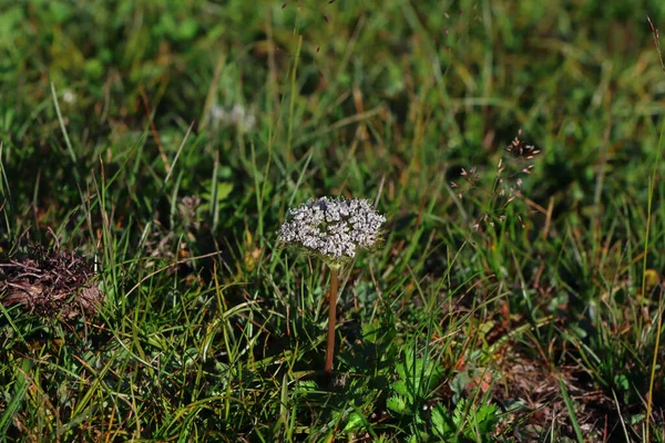 Egy Közeli Felvétel Egy Virágról — Stock Fotó