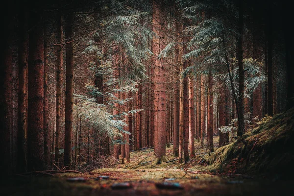 Een Prachtig Uitzicht Pijnbomen Het Bos Door Een Gat Late — Stockfoto