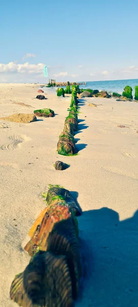 Sebaris Batu Pantai Ditutupi Dengan Ganggang Hijau Pada Hari Yang — Stok Foto