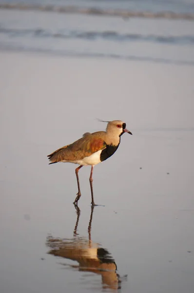 Bel Oiseau Bécasseau Réfléchissant Sur Eau Mer Sur Plage — Photo