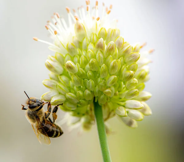 Detailní Záběr Včely Sedící Alliu Odebírající Něj Nektar Rozmazaném Pozadí — Stock fotografie