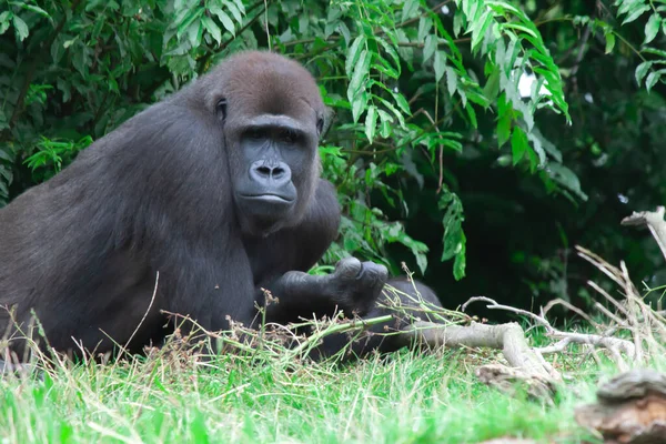 Bir Doğu Gorili Çimlerin Üzerinde Uzanmış Yeşil Yaprakların Arkasındaki Kameraya — Stok fotoğraf