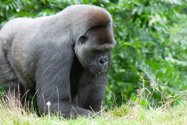 Primer Plano Gorila Montaña Sentado Hierba Sobre Fondo Hojas Verdes — Foto de Stock