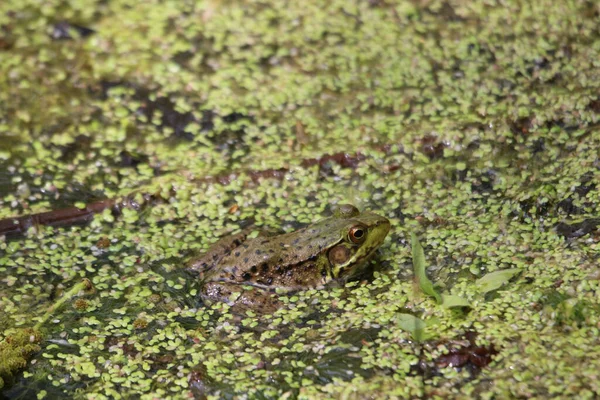 Eine Nahaufnahme Eines Frosches Einem Teich Der Mit Wasser Bedeckt — Stockfoto