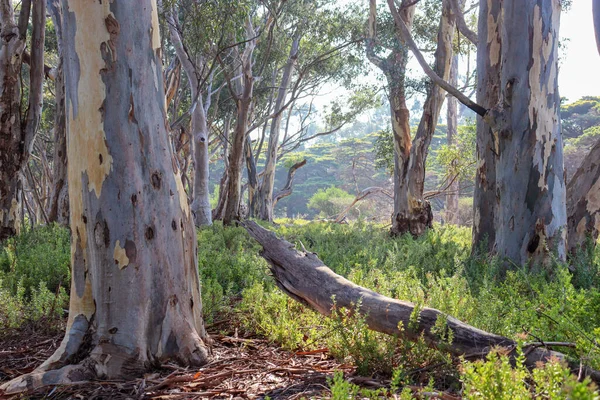 Australian Bushland Clear Sky Summer — Stock Photo, Image