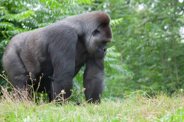 Gorille Oriental Sur Herbe Sur Fond Feuilles Vertes — Photo
