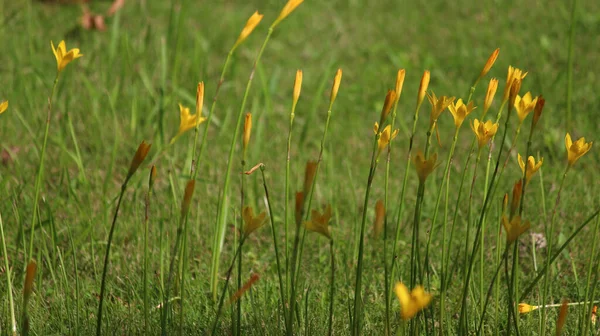 Leuchtend Gelbe Wildblumen Wachsen Einem Grünen Feld — Stockfoto