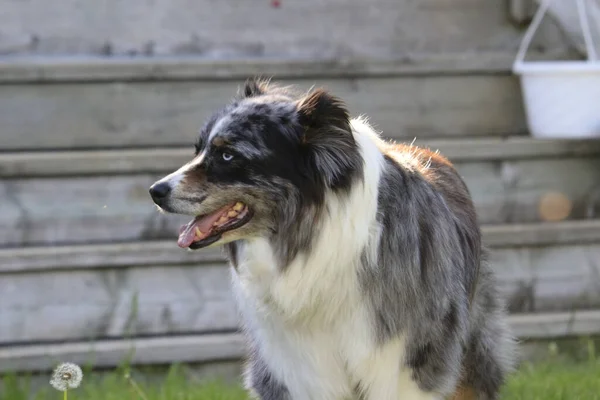 Australian Shepherd Sitting Wooden Stairs — Stock Photo, Image