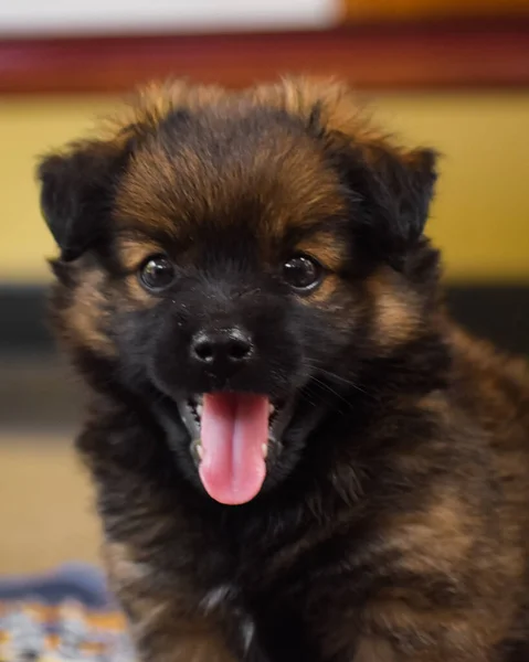 Een Verticaal Schot Van Een Schattige Duitse Herder Puppy — Stockfoto