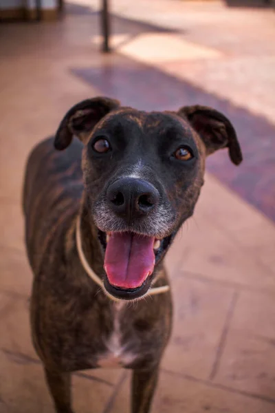 A closeup of a Staffordshire Bull Terrier's face waiting for treats