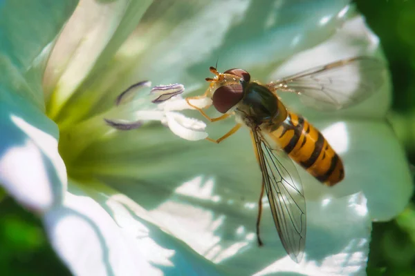 Tiro Macro Uma Vespa Uma Flor Branca Jardim Botânico — Fotografia de Stock