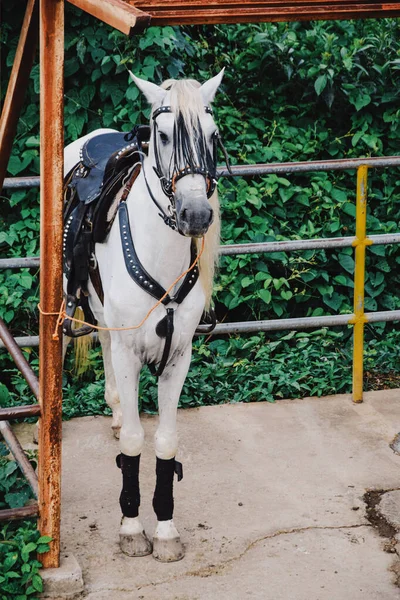 Tiro Vertical Cavalo Branco — Fotografia de Stock