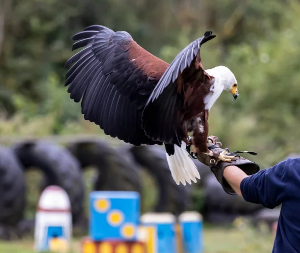 A closeup shot of an eagle landing on a trainer\'s hand