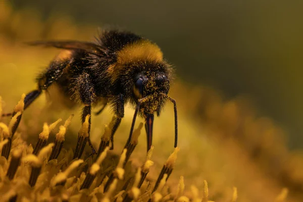 Une Macro Photo Être Recueillant Pollen Sur Une Fleur Jaune — Photo