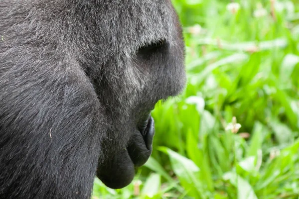 Primer Plano Trasero Gorila Montaña Fondo Hojas Plantas Verdes — Foto de Stock