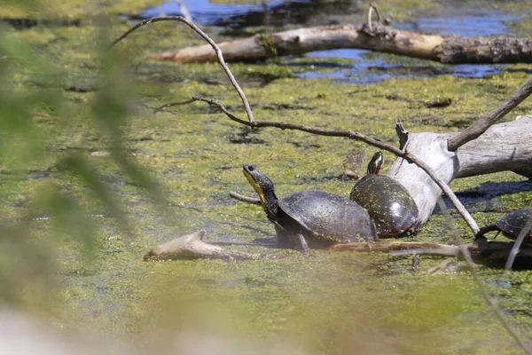 Twee Schildpadden Bij Een Vijver Bedekt Met Mos — Stockfoto