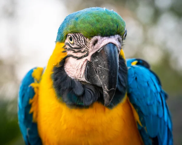Detailní Záběr Modro Žlutého Papouška — Stock fotografie