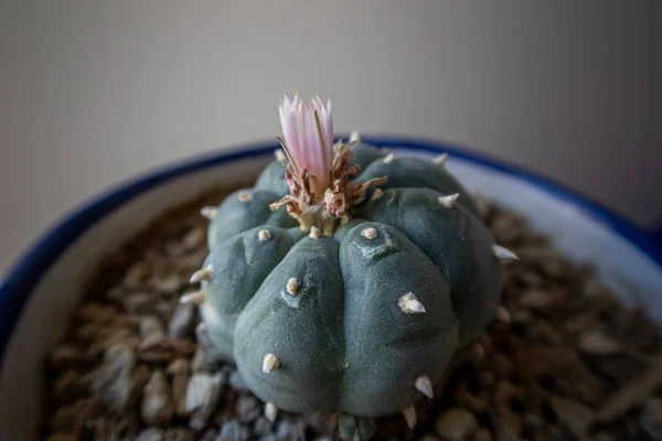 Gros Plan Cactus Peyote Sur — Photo