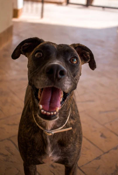 A closeup of a Staffordshire Bull Terrier\'s face waiting for treats