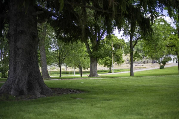 Hög Vinkel Skott Grön Gräsmatta Med Stora Träd Parken — Stockfoto