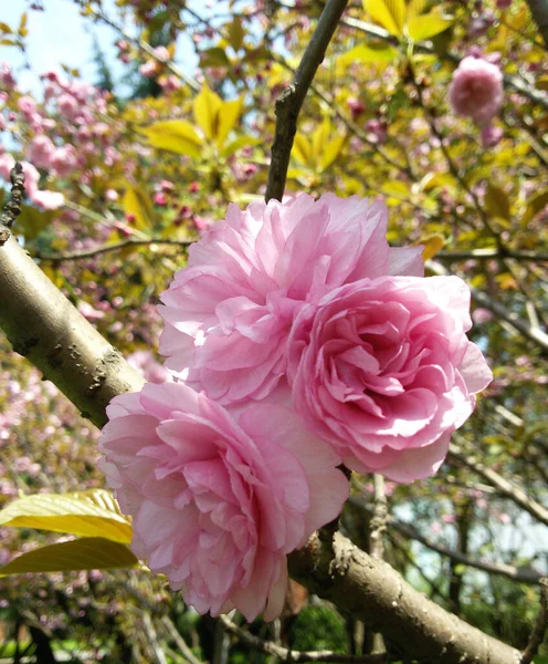 Detailní Záběr Růžových Květů Sakury Během Jara — Stock fotografie