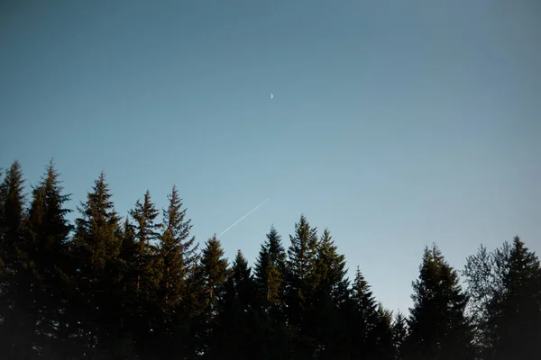 Paisaje Pinos Por Noche Campo Perfecto Para Fondos Pantalla —  Fotos de Stock