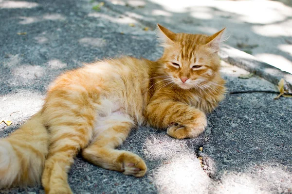 一只躺在柏油路上的猫的特写 — 图库照片